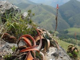 Aloe suprafoliata facing the same way